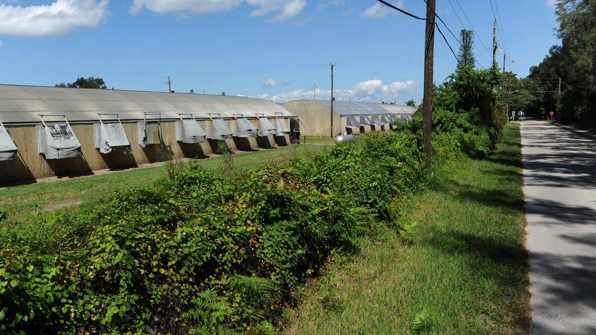 Over 350 acres of farmland near the Sunny Shores community, not far from the village of Cortez, could soon become an 1,800-home subdivision named Peninsula Bay if its developer, Whiting Preston, successfully shepherds a new development plan for the property through Manatee County's planning process. 
 GRANT JEFFERIES/Bradenton Herald