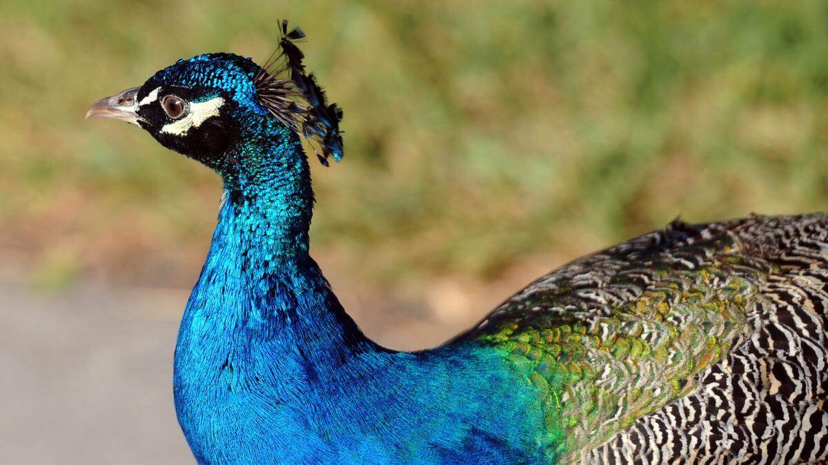 About a hundred peacocks living in the Village on the north end of Longobat Key are slated to be trapped and removed after about 50 years of living on the island. The Longboat Key Commission voted in June to hire trappers to remove all but 10-12 males from the island.TIFFANY TOMPKINS-CONDIE/Bradenton Herald
