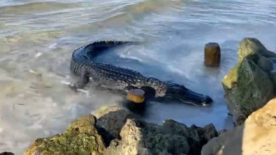 7-foot gator surprises beachgoers on Florida’s Anna Maria Island
