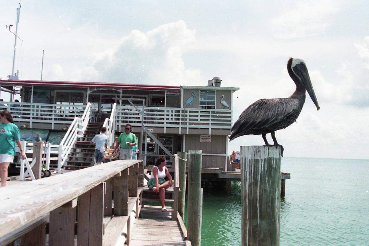 A pelican makes a stop at the Rod and Reel Pier in 1998.