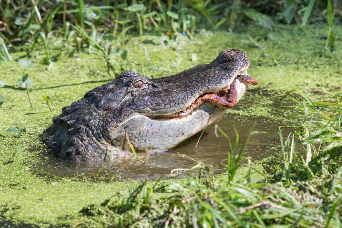 A hobbyist wildlife photographer from Parrish captured an alligator’s dramatic snack time at Circle B Bar Reserve in Lakeland.