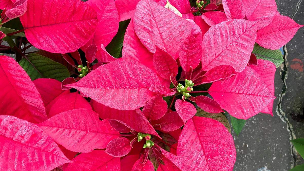 The public is invited to an open house to see 160,000 blooming poinsettias 9 a.m. - 3 p.m. Saturday, Nov. 24, at  at Orban Nursery, 9601 9th Ave. NW, Bradenton.