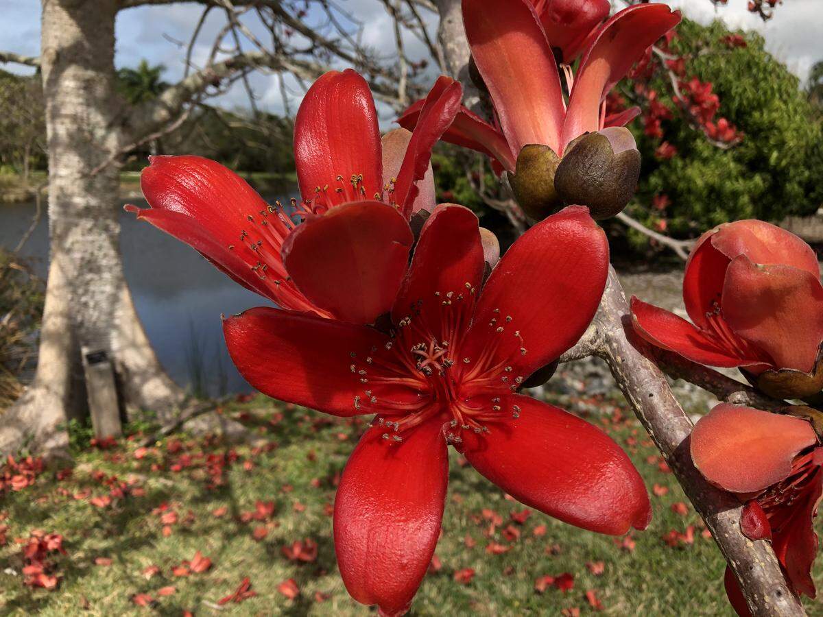 A red silk-cotton tree in spectacular bloom earlier this year at Palma Sola Botanical Park. 