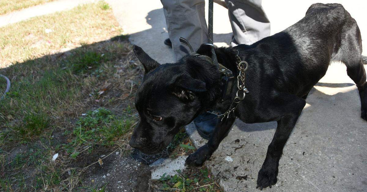 Bradenton residents Adriana O’Hara, 30, and Timothy Miller, 33, were each charged with five counts of aggravated animal cruelty after police said they found five malnourished dogs confined without food or water inside their home.
