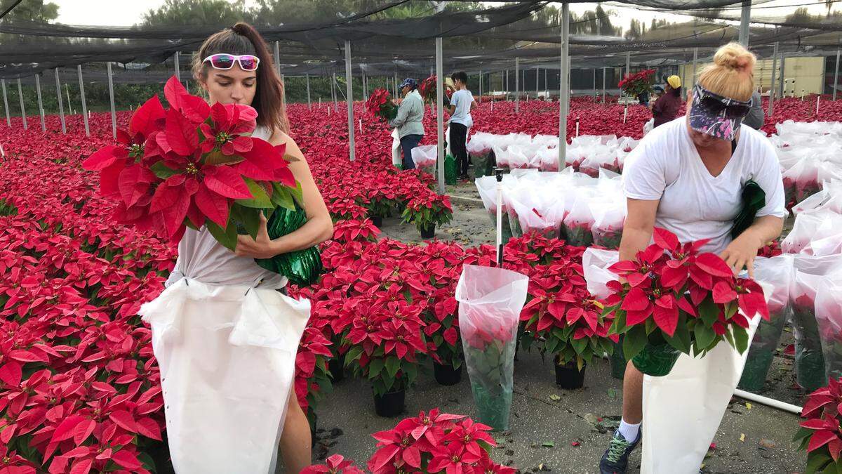 Workers at Orban Nursery prepare a shipment of poinsettias to Publix Supermarkets. The public is invited to an open house to see 160,000 flowering plants 9 a.m. - 3 p.m. Saturday, Nov. 24, at 9601 9th Ave. NW, Bradenton.