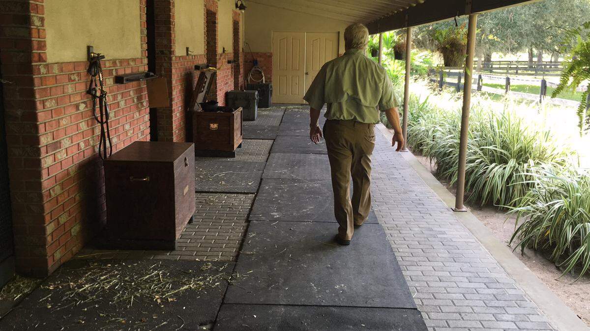 Steve Stephens, 64, owner of Palmetto's Imperial Farms Equestrian Center, walks to the crime-taped stall of his wife's show jumper, Phedras de Blondel, on Sunday. The prize horse was killed and butchered. Authorities are looking for the perpetrator or perpetrators. 
 RICHARD DYMOND/Bradenton Herald