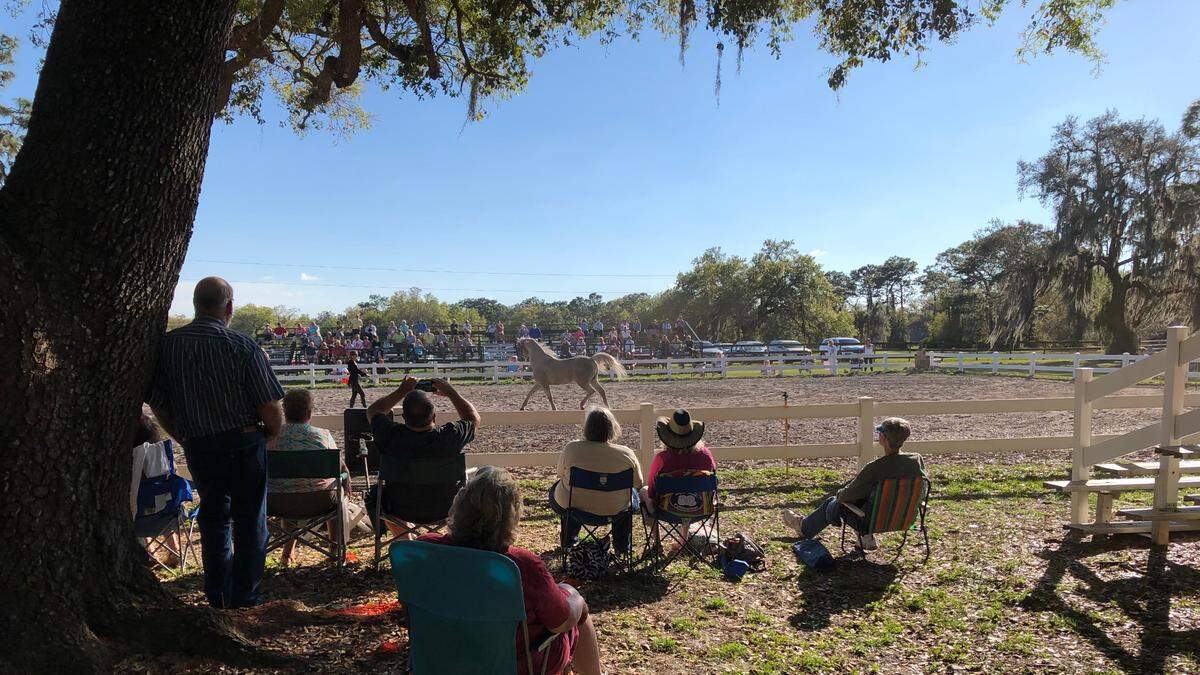 3/4/2021--Herrmann’s Royal Lipizzan Stallions, 32755 Singletary Road, Myakka City, will present a full-dress benefit performance Sunday, March 7​, in addition to its regular training sessions held Thursdays, Fridays and Saturdays through April.