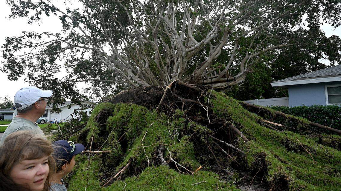 Steve Macfarlane and his kids were surprised their tree fort survived after the tree toppled on their property in West Bradenton on Oct. 10, 2024.