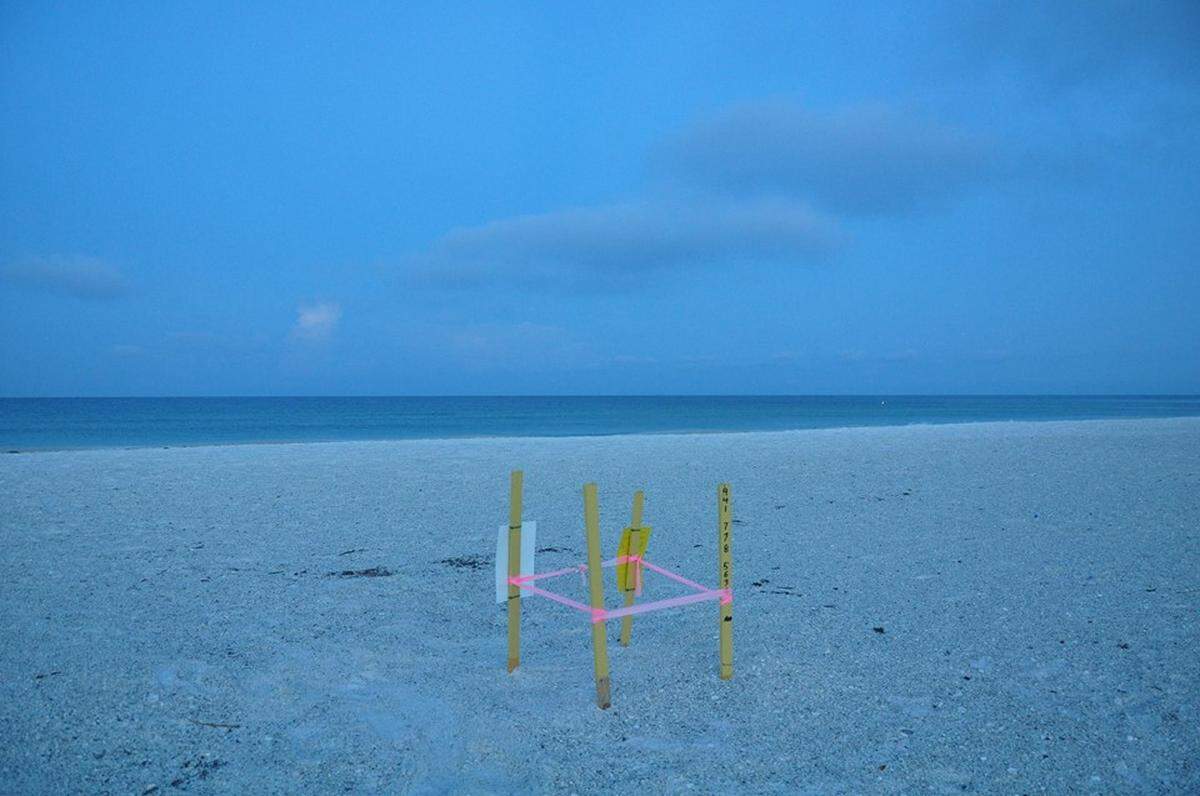 A sea turtle nest, laid in 2015 on Anna Maria Island.