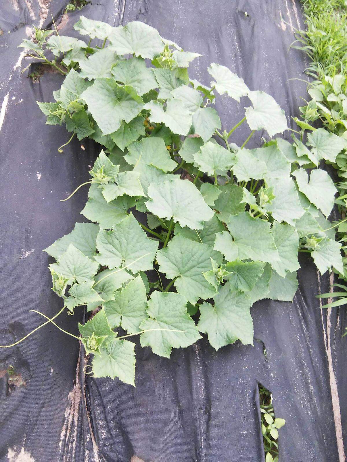 Cucumber vines begin to stretch across the garden.