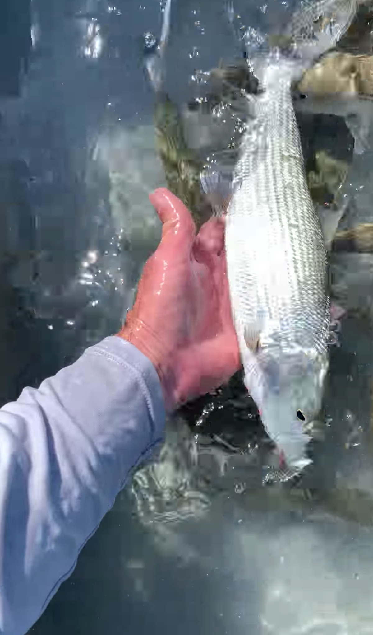 One of the larger bonefish Flathman catches in his cast net.