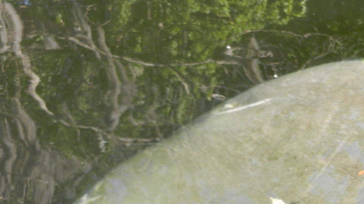 Manatees at Blue Spring State Park, Fla. MARC R. MASFERRER/Bradenton Herald