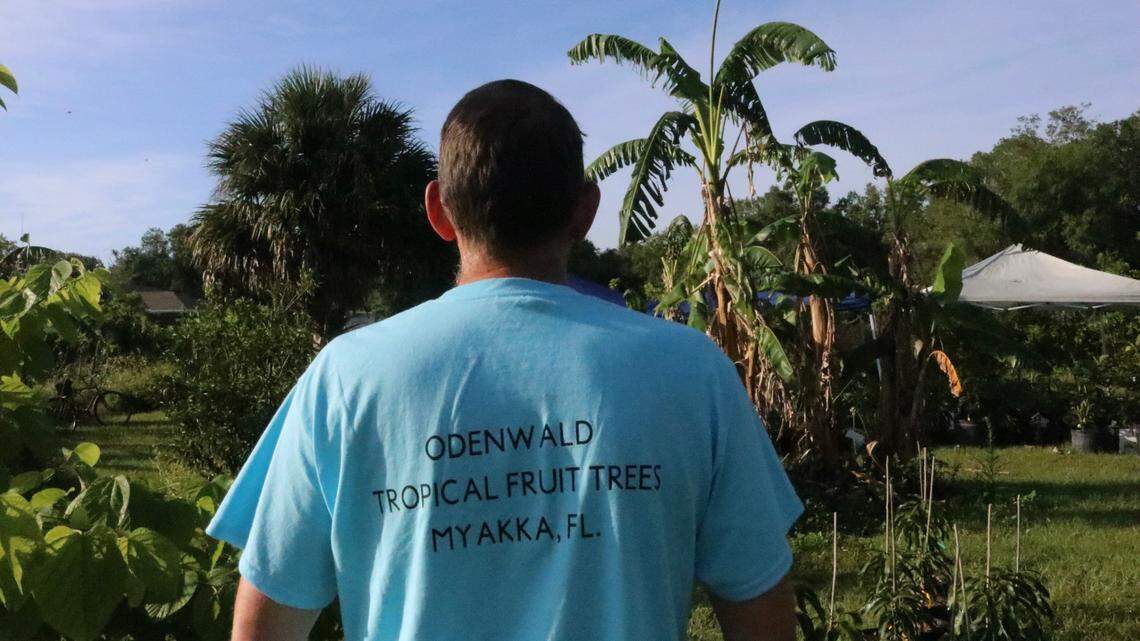 Ian Kogel of Odenwald Tropical Fruit Trees, shown May 2, 2022, checks a mulberry bush for fruit and unwanted bugs. Kogel is one of the vendors who will be selling trees Saturday, May 7, at the annual fruit tree sale at Premier Sports Campus in Lakewood Ranch.