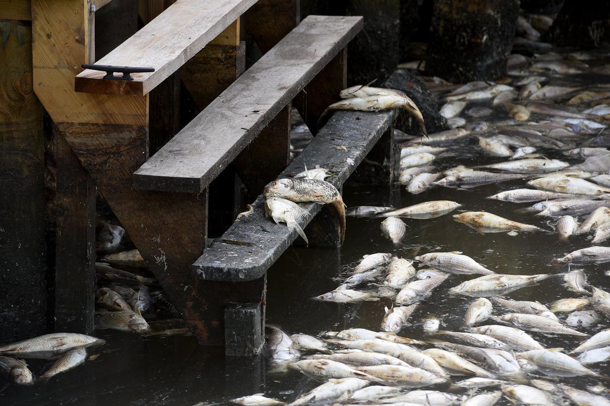 Thousands of dead fish sit in a canal behind a home in Coral Shores, rotting and smelling.
