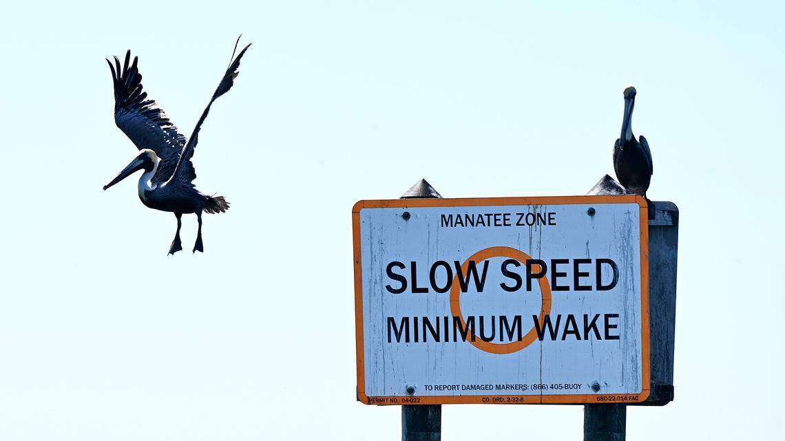 Pelicans on a slow wake sign near Rattlesnake Key on Feb. 9, 2026.