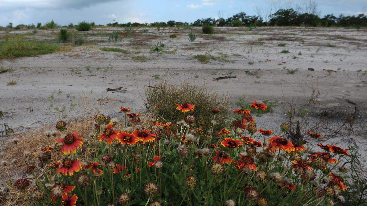 Colorful wildflowers highlight a scrub mound in Perico Preserve in 2013. 
 FILE: GRANT JEFFERIES/Bradenton Herald