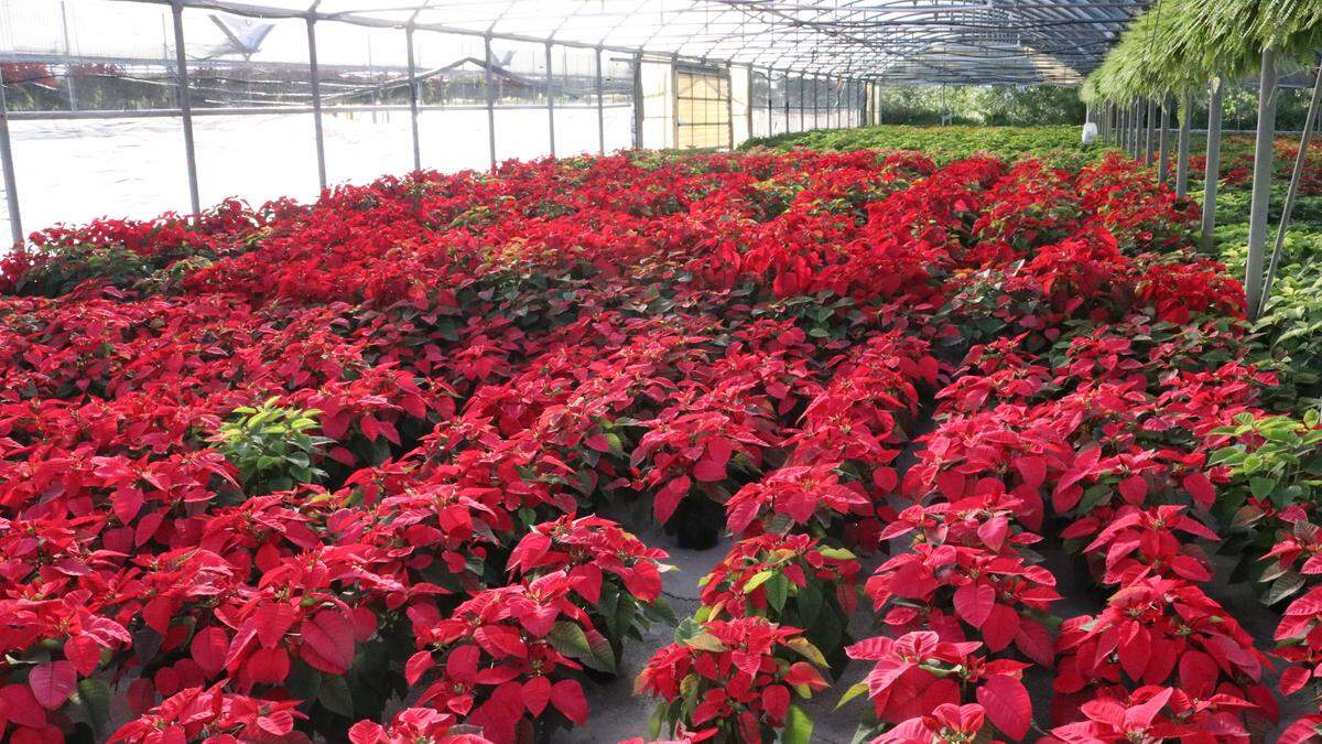 Orban’s Nursery in Bradenton hosts an annual poinsettia open house.