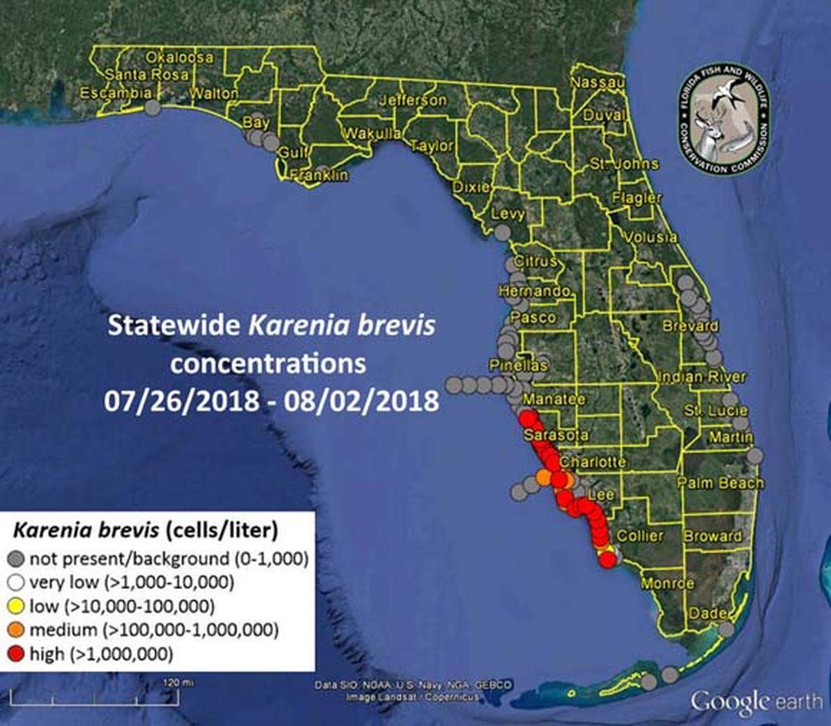 A red tide status map released Aug. 3 showed high concentrations of Karenia brevis, which causes Florida’s red tide, spanning from Collier County reaching all the way up to Manatee County,