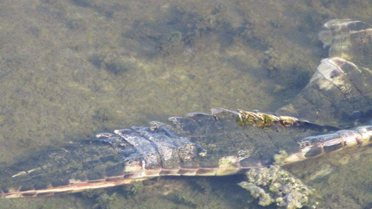 The Manatee County Sheriff’s Office is investigating after the remains of two alligators were found in a retention pond on Tuesday night, July 10, 2018.