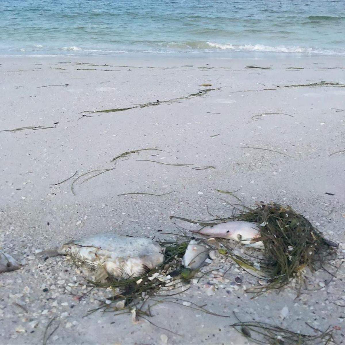 Signs of red tide, such as dead fish, were evident Saturday morning on Anna Maria Island beaches.