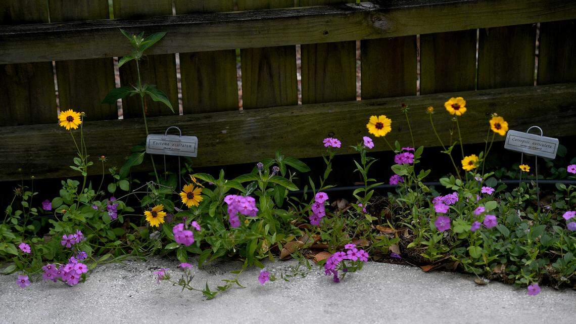 Florida friendly flowers grow at the county’s extension center in Palmetto where master gardeners cultivate plants which contribute to water conservation and are less of a negative impact on the environment.