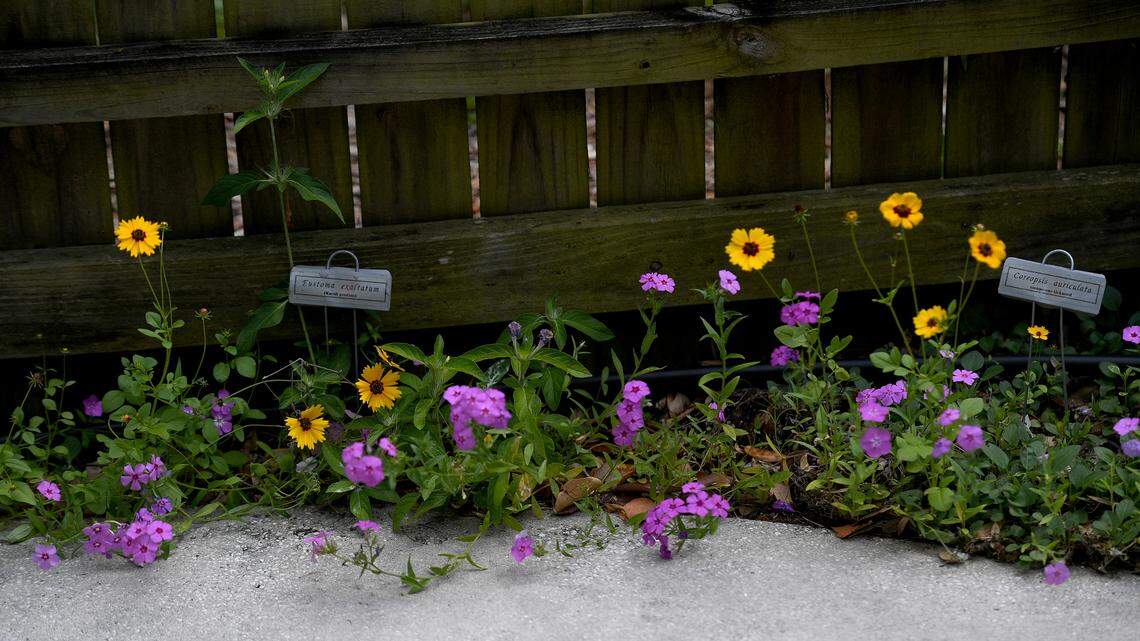 How to help keep Florida waters clean with a natural yard, following fertilizer rules