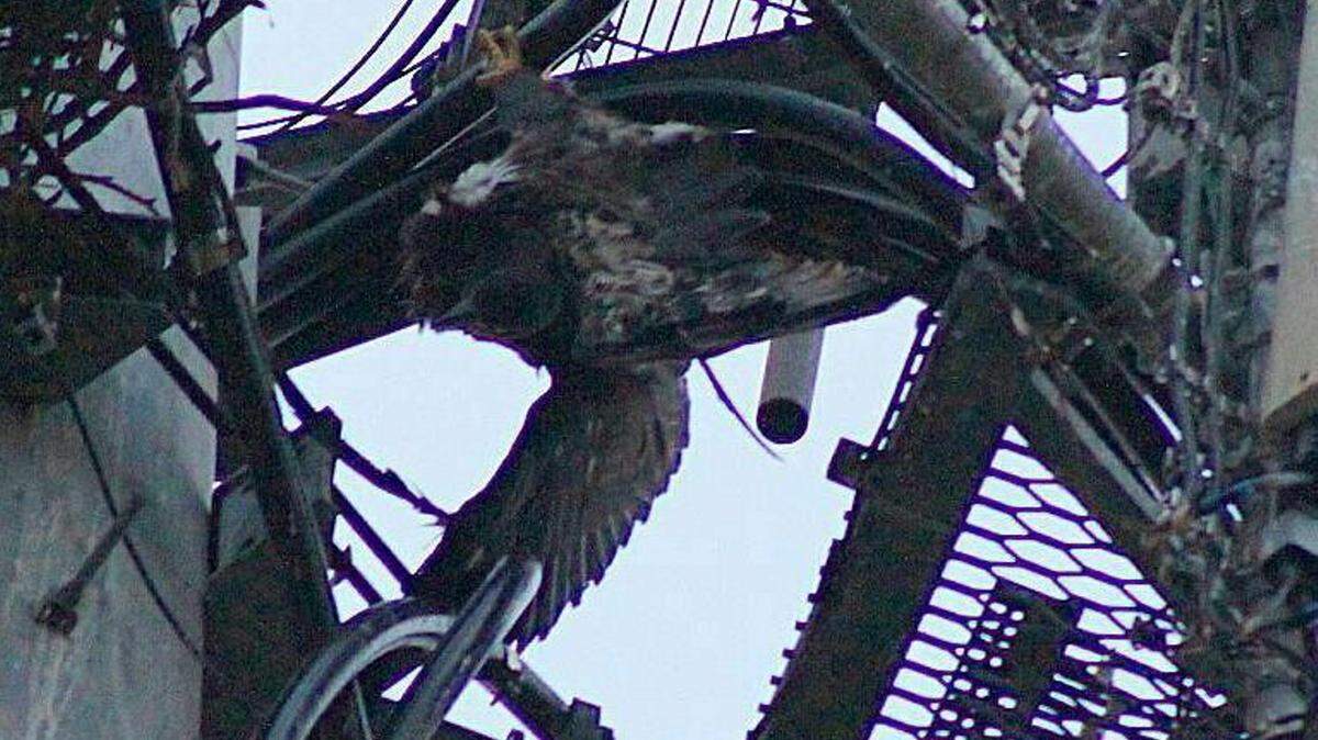 One of two bald eaglets saved Monday evening by Bradenton Beach Vice Mayor Edward Straight and others.PHOTO PROVIDED