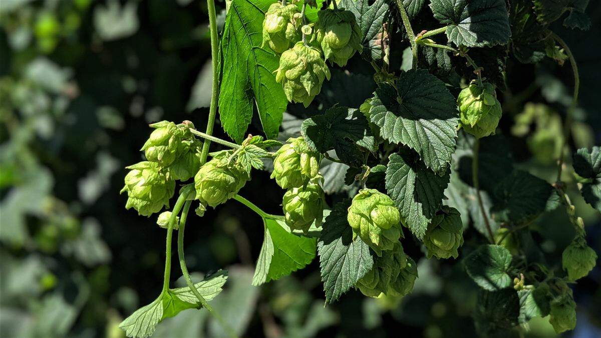 Hops growing at University of Florida’s Gulf Coast Research and Education Center in Balm, Florida.
