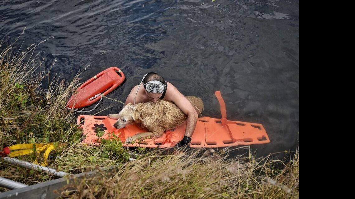 Miami-Dade Fire Rescue Capt. John Meizoso works to rescue a Golden Retriever that was stuck in a canal in Southwest Miami-Dade Monday, March 7, 2016. Courtesy of Miami-Dade Fire Rescue