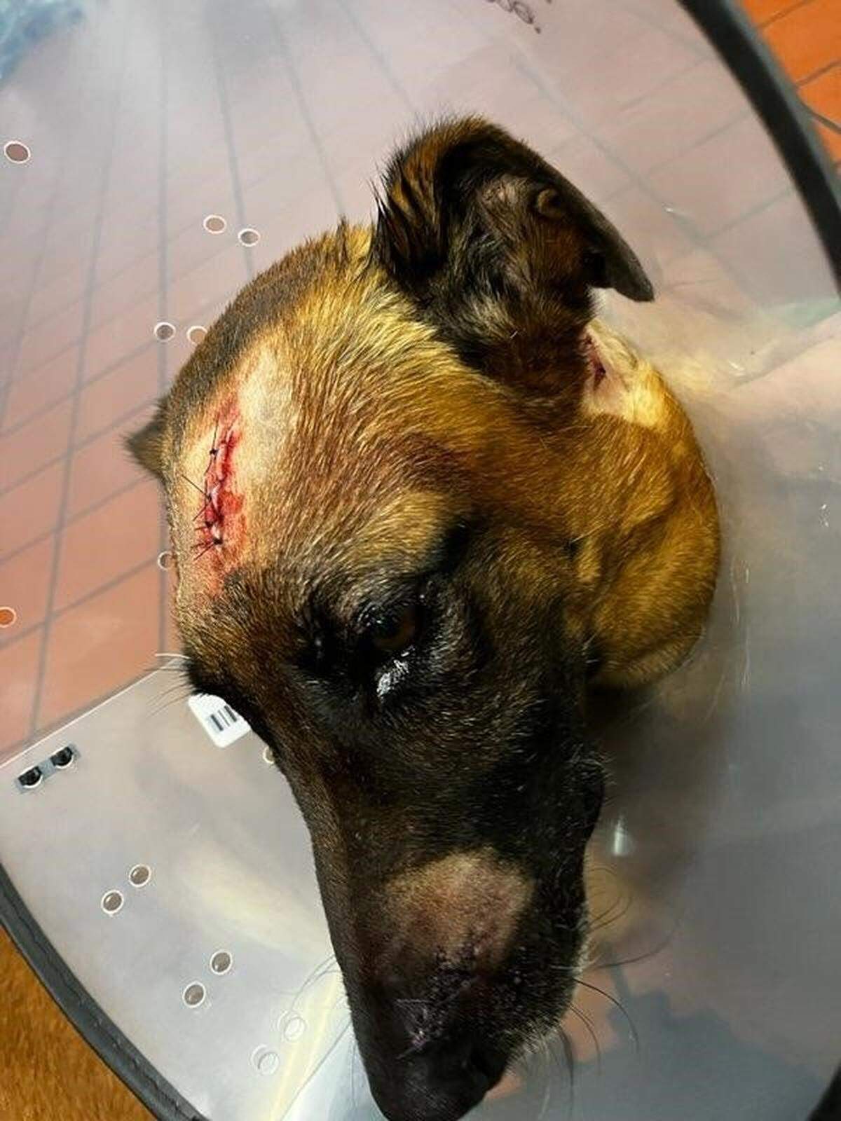 A suspect who was fleeing from Manatee County deputies armed himself with two knives and cut K-9 Loki on the nose and face, requiring stitches.