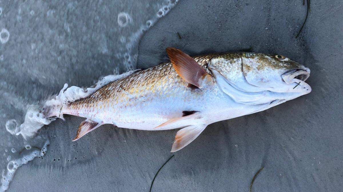Dead fish line the beaches of Anna Maria Island on Saturday morning as red tide maintains its siege on local waters.