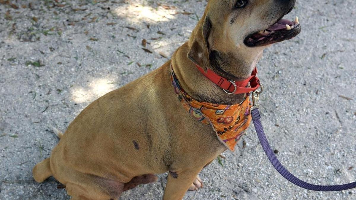 Clyde, a 9-year-old hound dog, is available for adoption at the Humane Society of Manatee in Bradenton. His adoption fee has been waived, with the only fees being the county tag and heart worm prevention, totaling $50.
