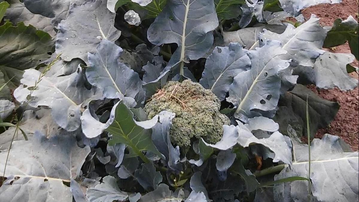 This week Lovina shares a photo of her garden broccoli — still growing — plus a delicious veggie recipe using this crunchy vitamin-rich favorite.