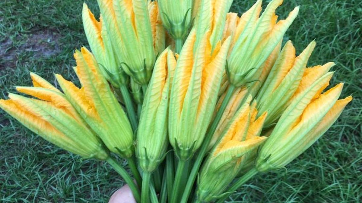 The squash blossoms comes from the local farm Gamble Creek.