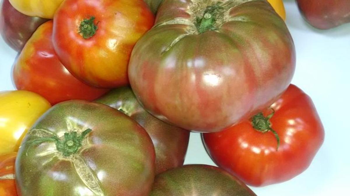 Heirloom tomato seeds have been passed down for generations