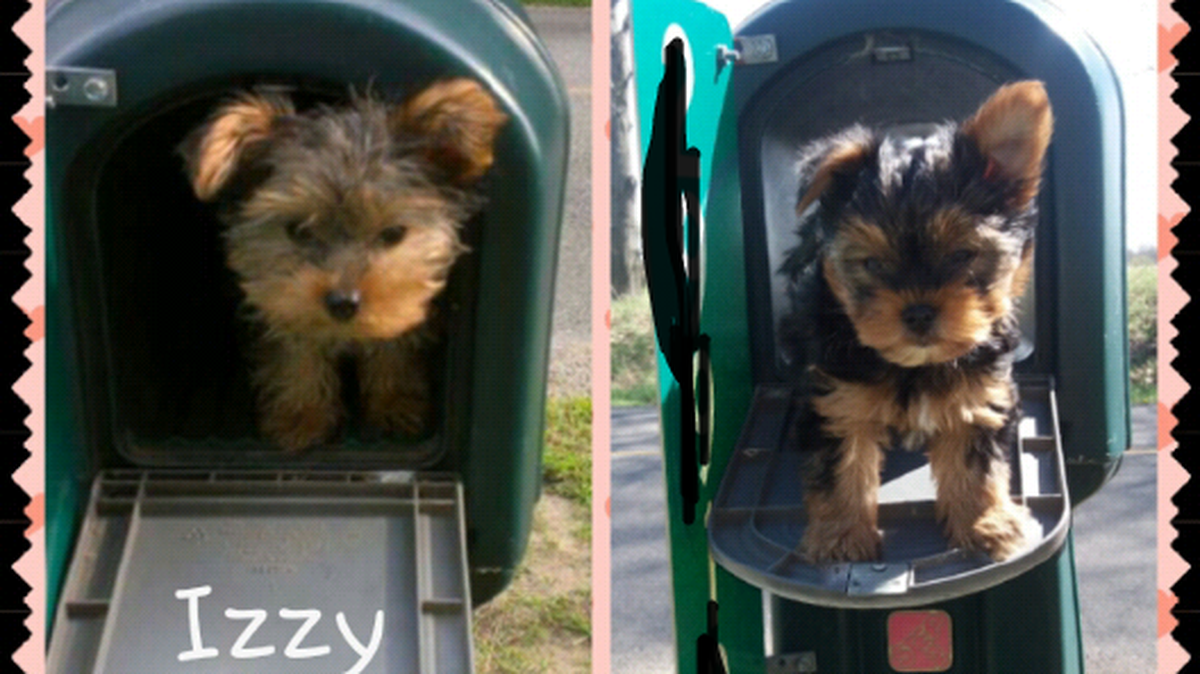 Posing in the mailboxes: Izzy has been Elizabeth’s Yorkie for many years, and puppy Ricky (also a Yorkie) has just joined the Eicher family as Verena’s special pet.