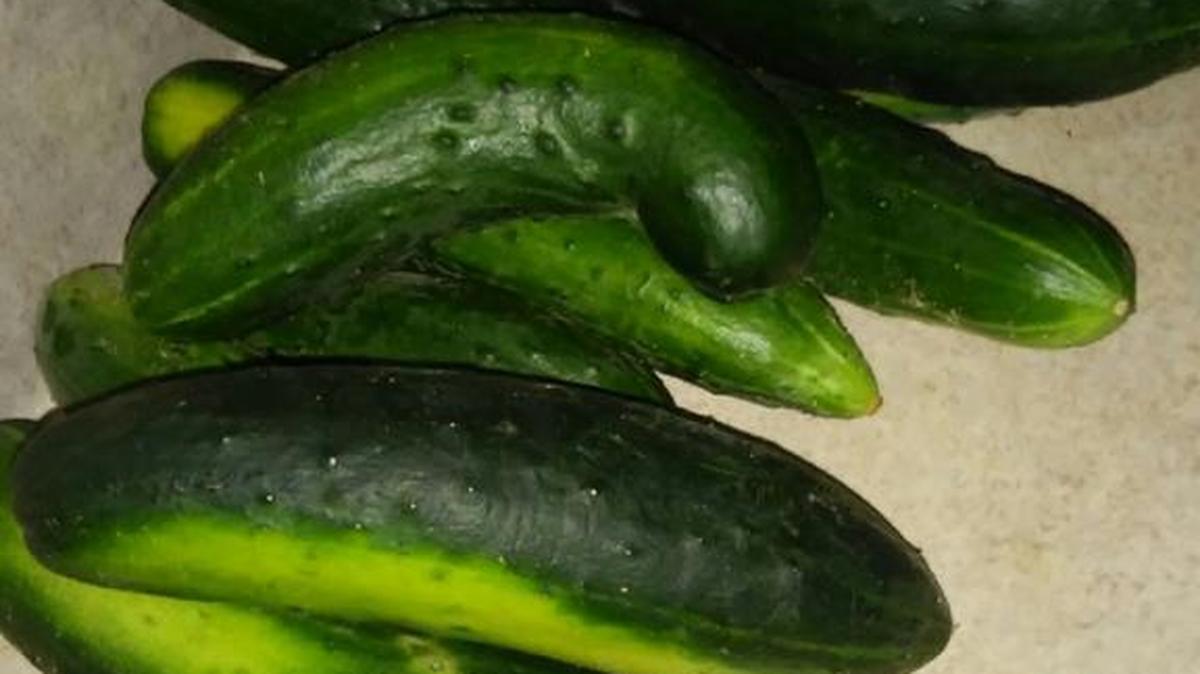 Cucumbers are plentiful in Lovina’s garden.