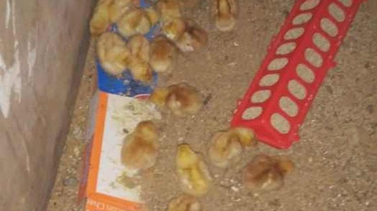 The Eichers were excited to receive 42 baby chicks last week.
