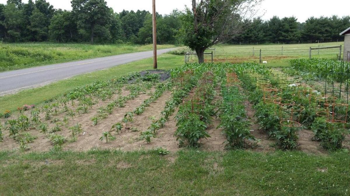 Lovina uses “cages” to provide support for dozens of tomato plants.