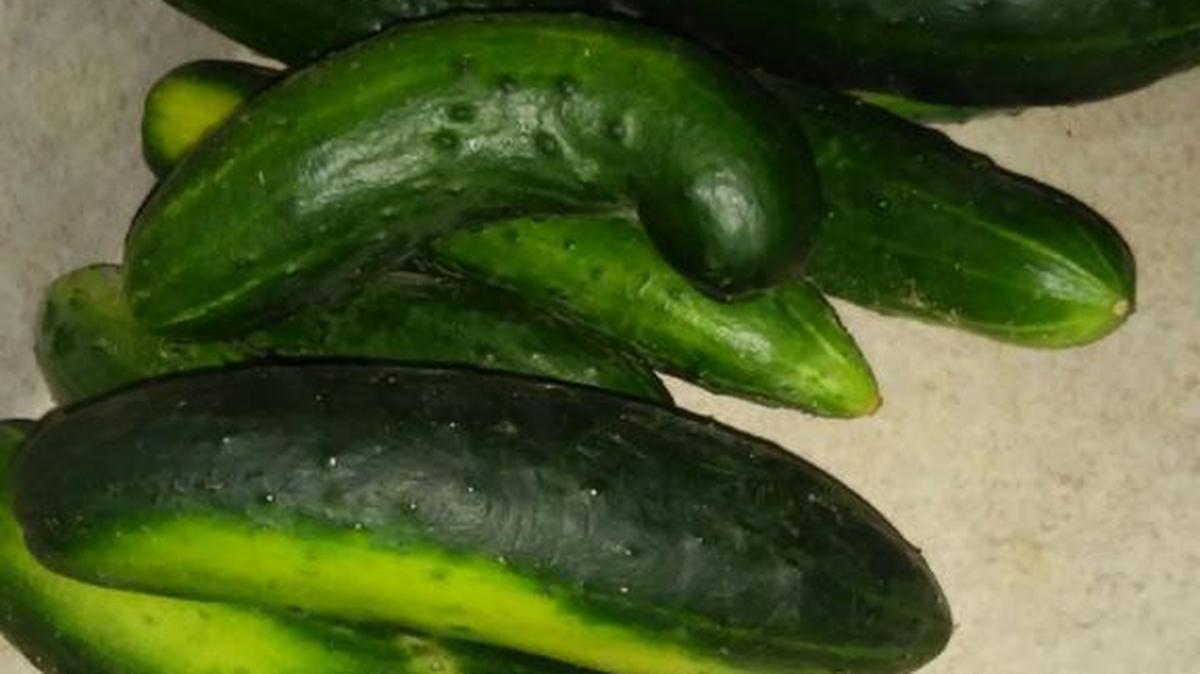 Lovina shares a delicious recipe for Italian Cucumber Salad — great for using ample fresh garden cukes.