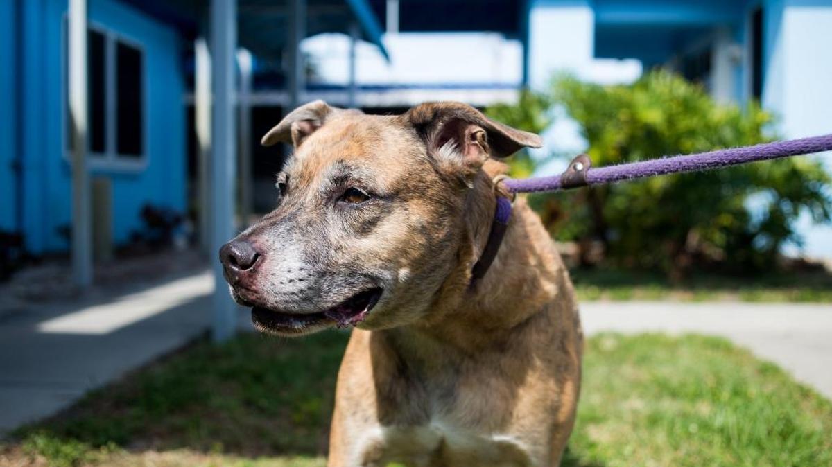 Gene, a lively German Shepherd mix, is available for adoption at Manatee County Animal Services in Palmetto. He is free with the purchase of a $15 county tag.