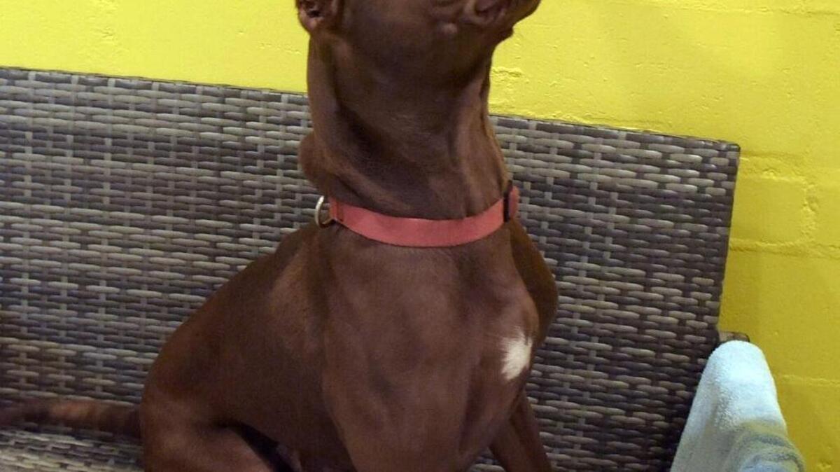 Theo, an American pitbull terrier, is available for adoption at the Humane Society of Manatee in Bradenton. Theo is 3 years old and his adoption fee is $175, which includes a county license and heart worm treatment.