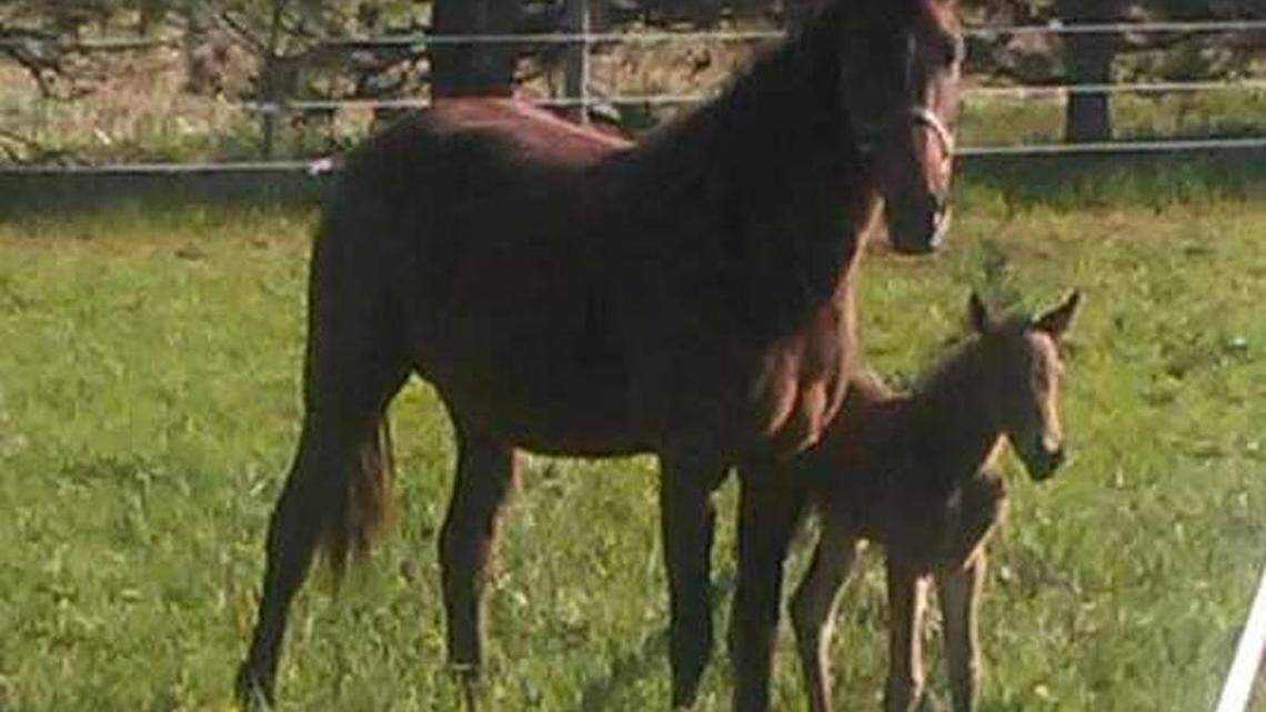 Overnight, a new foal is born without help; name ideas?