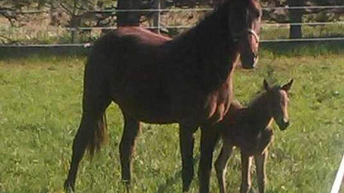 Ginger and her foal together in the pasture.