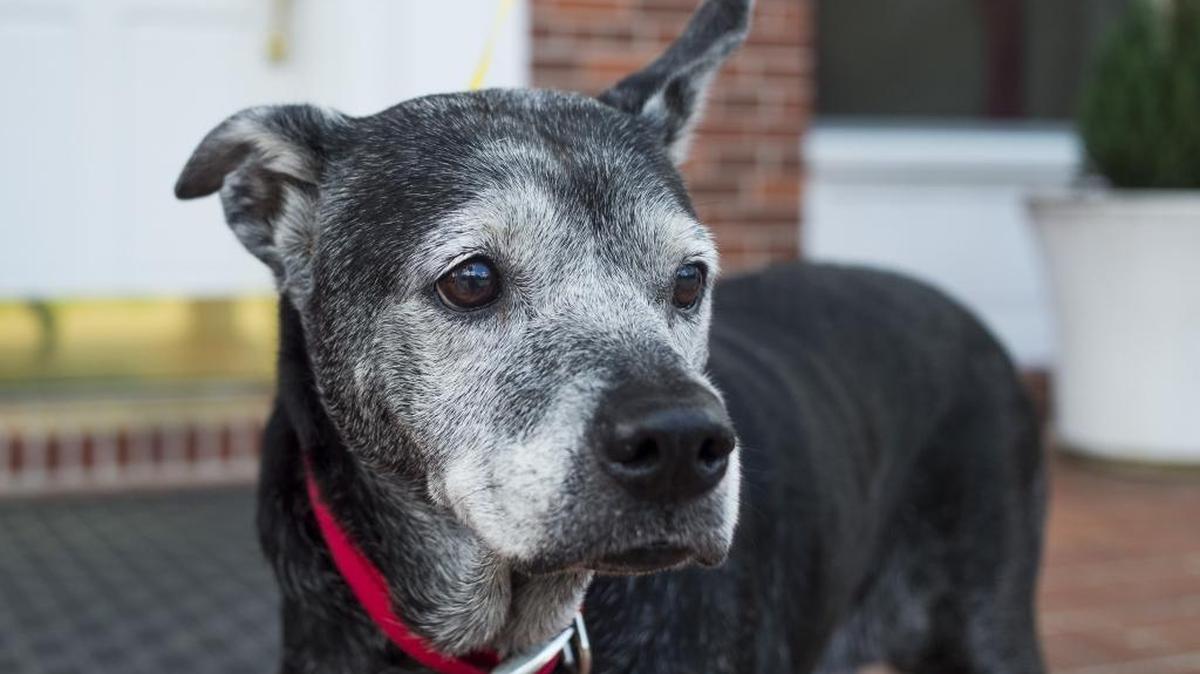 Madison, an 11-year-old mixed breed, goes for a walk at Bishop Animal Shelter on Thursday afternoon in Bradenton. Her adoption fee is $60.
