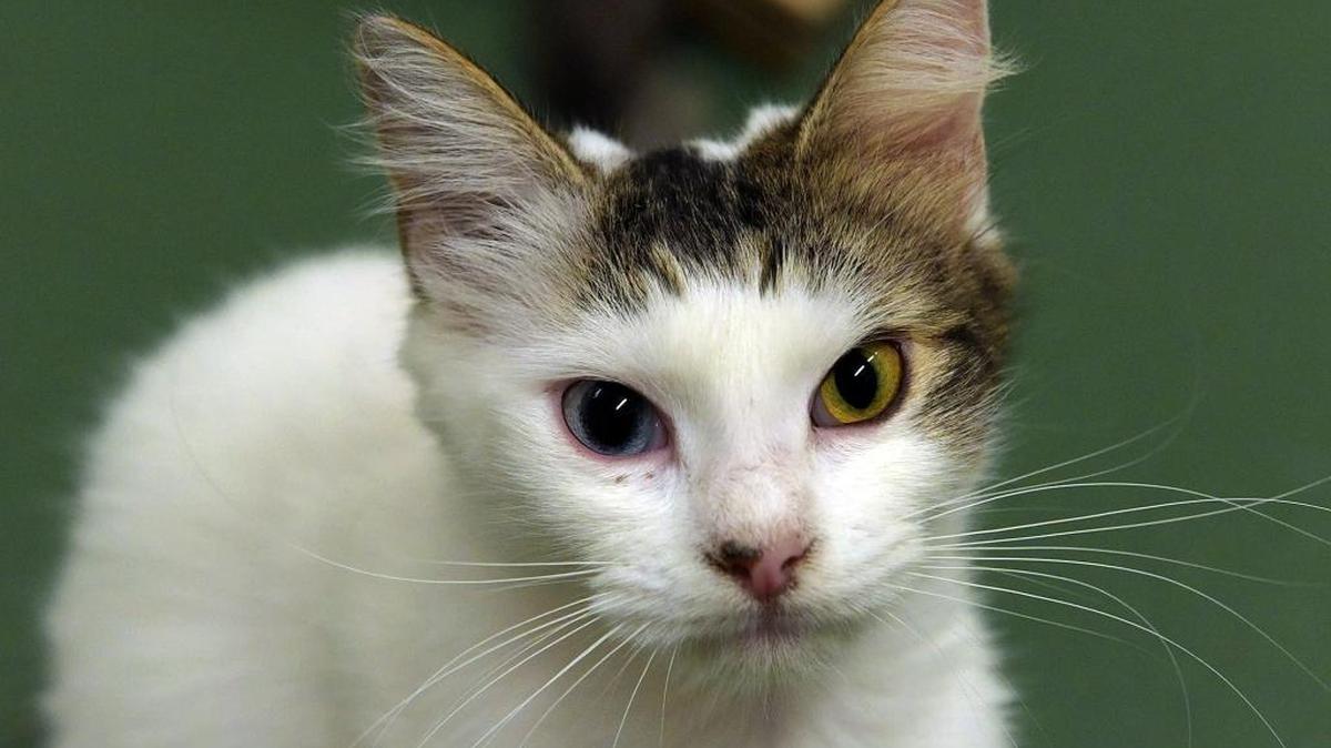 Kelsey, a white and brown domestic short hair cat, is available for adoption at Animal Services in Palmetto. Her adoption fee is $40 plus $15 for a county tag.