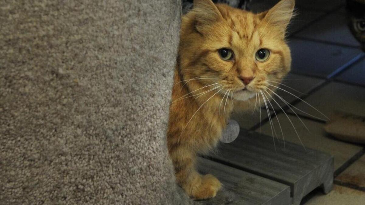 Tom Kat, a 9-year-old male domestic medium-hair orange tabby cat that has no front claws, is looking for a good home. He is available for adoption at the Bishop Animal Shelter for an adoption fee of $60, or $30 on Feline Fridays. The shelter is at 5718 21st Ave. W., Bradenton. Information: 792-2863 or www.bishop-spca.org.