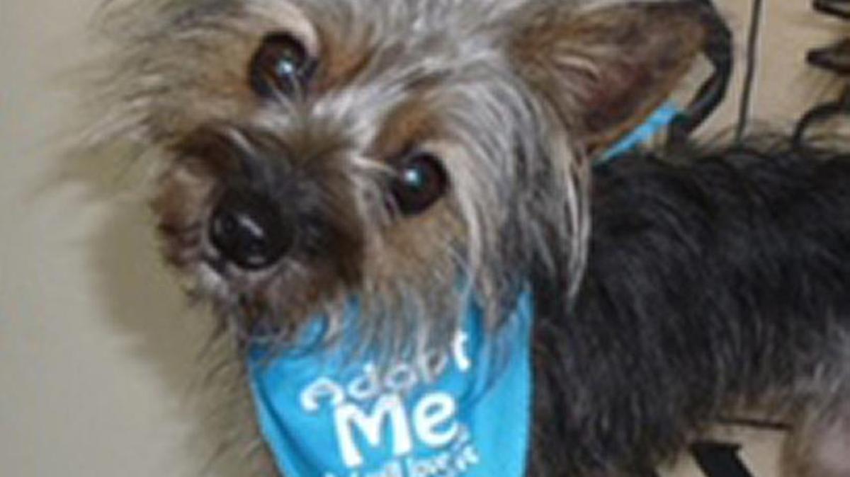 Malley is a Terrier mix, approximately 1 1/2 years old. She is available for adoption at the Humane Society at Lakewood Ranch for $125.