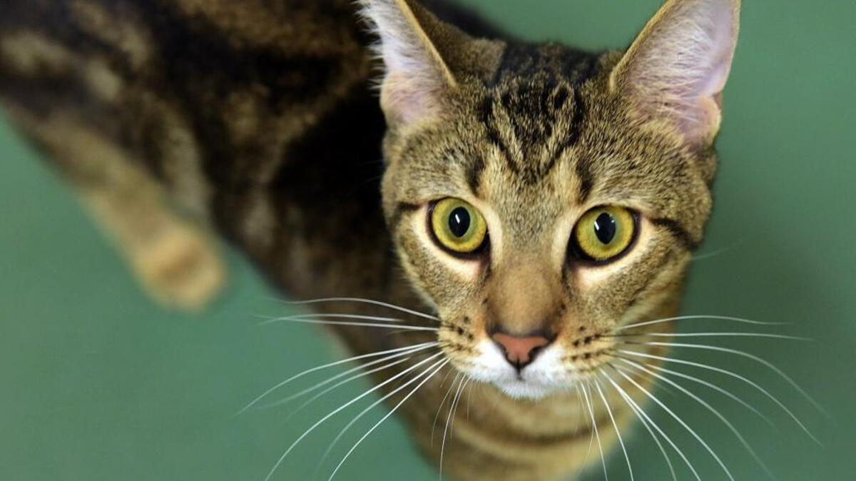 Colby, a male brown bengal cat, is available for adoption at Animal Services in Palmetto. Colby has been neutered and his adoption fee is $40, plus county license, except on Fridays in July when the fee is $10.