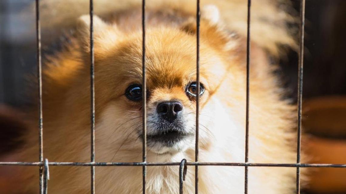 Petland in Sarasota accused of selling sick puppy after nationwide class-action lawsuit